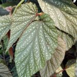 Begonia x argenteo-guttata Begonia x argenteo-guttata