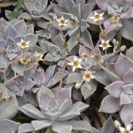 Graptopetalum paraguayense (Graptosedum 'Ghosty') Graptopetalum paraguayense (Graptosedum 'Ghosty')