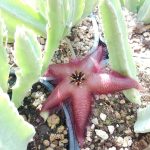 Stapelia gariepensis Stapelia gariepensis