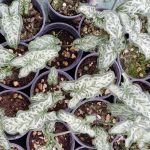 Arum italicum 'Scottish Silver' Arum italicum 'Scottish Silver'