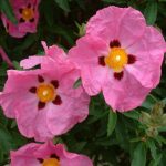 Cistus x purpureus Cistus x purpureus