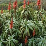Aloe arborescens Aloe arborescens