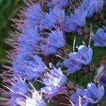 Echium candicans (sin. E. fastuosum) Echium candicans (sin. E. fastuosum)