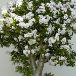 Crassula ovata (Albero di giada, pianta dei soldi) Crassula ovata