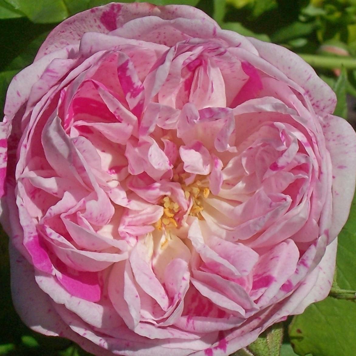 Rosa 'Honorine de Brabant' Rosa 'Honorine de Brabant'
