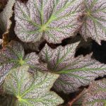 Begonia 'De Elegans' Begonia 'De Elegans'