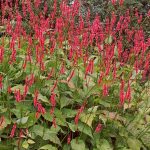 Persicaria amplexicaulis 'Firetail' Persicaria amplexicaulis 'Firetail'