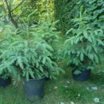 Picea abies (Abete rosso) Picea abies (Abete rosso)