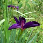 Iris louisiana 'Black Gamecock' Iris louisiana 'Black Gamecock'
