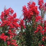 Lagerstroemia indica 'Dynamite' Lagerstroemia indica 'Dynamite'