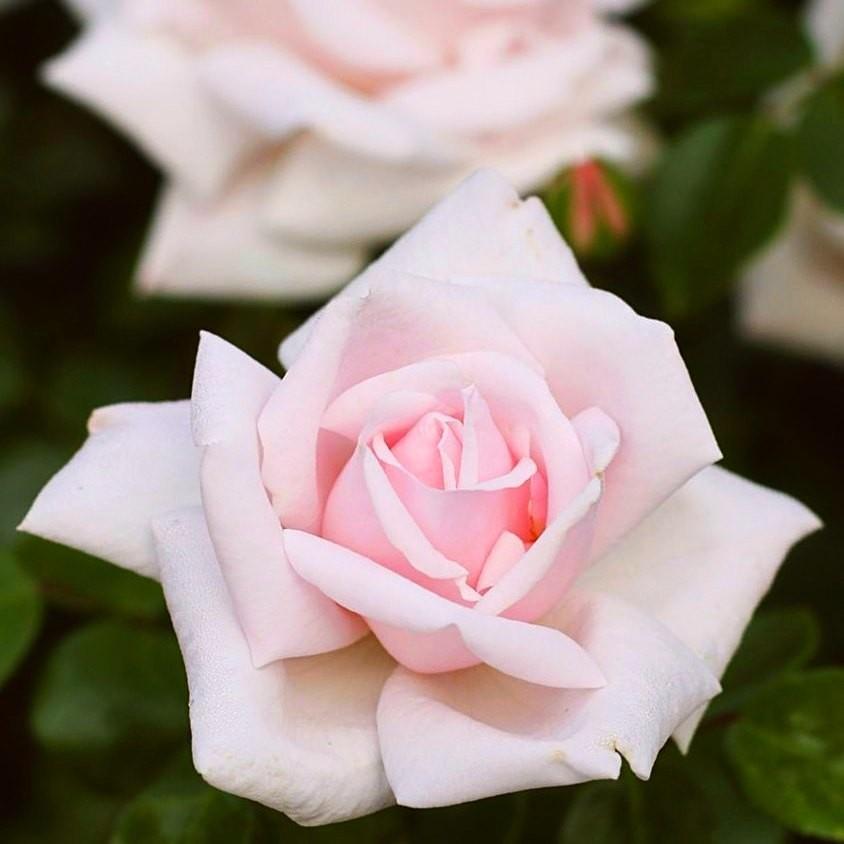 Rosa ‘New Dawn’ Rosa ‘New Dawn’