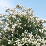 Lagerstroemia indica 'Sarah's Favorite' Lagerstroemia indica 'Sarah's Favorite'