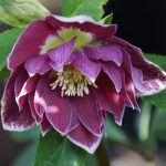 Helleborus 'Double Aubergine With White Hedge' Helleborus 'Double Aubergine With White Hedge'