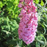 Buddleja davidii 'Pink Delight' Buddleja davidii 'Pink Delight'