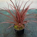 Phormium tenax 'Purpureum' Phormium tenax 'Purpureum'