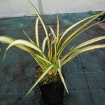 Phormium cookianum subsp. hookeri 'Cream Delight' Phormium cookianum subsp. hookeri 'Cream Delight'