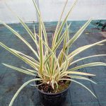Phormium cookianum 'Tricolor' Phormium cookianum 'Tricolor'