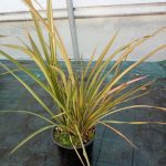 Phormium tenax 'Apricot Queen' Phormium tenax 'Apricot Queen'