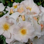 Rosa 'Sally Holmes' Rosa 'Sally Holmes'
