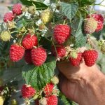 Rubus idaeus 'Himbo Top' (Lampone Rosso) Rubus idaeus 'Himbo Top' (Lampone Rosso)