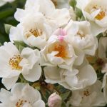 Rosa 'Thalia' Rosa 'Thalia'