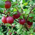 Ribes grossularia (Uva spina, rossa) Ribes grossularia (Uva spina, rossa)