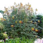 Poinciana gilliesii (Caesalpinia gilliesii, uccello del paradiso) Poinciana gilliesii