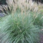 Miscanthus sinensis 'Adagio' Miscanthus sinensis 'Adagio'