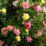 Rosa 'Baby Masquerade' Rosa 'Baby Masquerade'