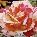 Rosa 'Broceliande' Rosa 'Broceliande'