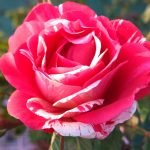 Rosa ‘Camaiuex’ Rosa ‘Camaiuex’