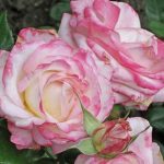 Rosa 'Laminuette' Rosa 'Laminuette'