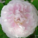 Rosa 'Martin Frobisher' Rosa 'Martin Frobisher'