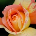 Rosa 'Marvelle' Rosa 'Marvelle'