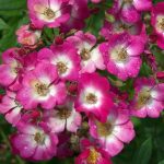 Rosa 'Mozart' Rosa 'Mozart'