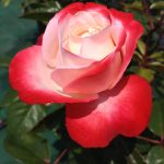 Rosa 'Nostalgie' Rosa 'Nostalgie'