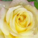Rosa 'Peace' Rosa 'Peace'