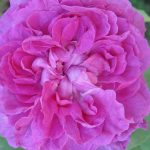 Rosa 'Reine De Violettes' Rosa 'Reine De Violettes'