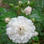 Rosa 'Seafoam' Rosa 'Seafoam'