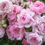 Rosa 'The Fairy' Rosa 'The Fairy'