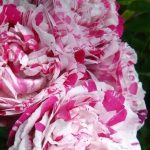 Rosa 'Variegata di Bologna' Rosa 'Variegata di Bologna'