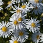 Aster dumosus 'Apollo' Aster dumosus 'Apollo'