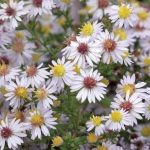 Aster ericoides 'Erlkônig' Aster ericoides 'Erlkônig'