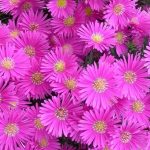 Aster dumosus 'Jenny' Aster dumosus 'Jenny'