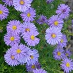 Aster dumosus 'Mittelmeer' Aster dumosus 'Mittelmeer'