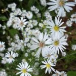 Aster pilosus var. pringlei 'Monte Cassino' Aster pilosus var. pringlei 'Monte Cassino'