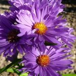 Aster novi-belgii 'Patricia Ballard' Aster novi-belgii 'Patricia Ballard'