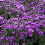 Aster novae-angliae 'Purple Dome' Aster novae-angliae 'Purple Dome'