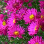 Aster novae-angliae 'Vibrant Dome' Aster novae-angliae 'Vibrant Dome'