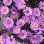 Aster dumosus 'Wood's Purple' Aster dumosus 'Wood's Purple'